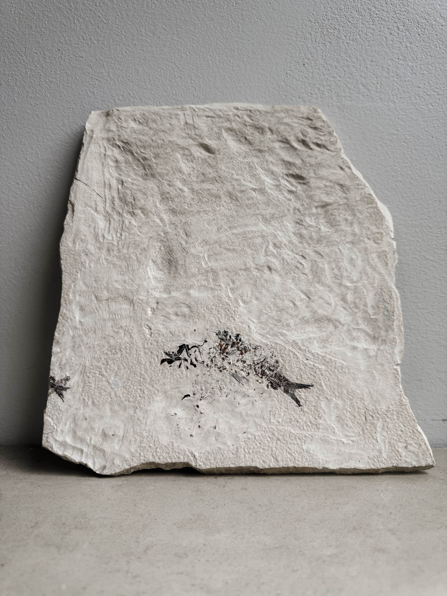 Fossilized Fish in Limestone