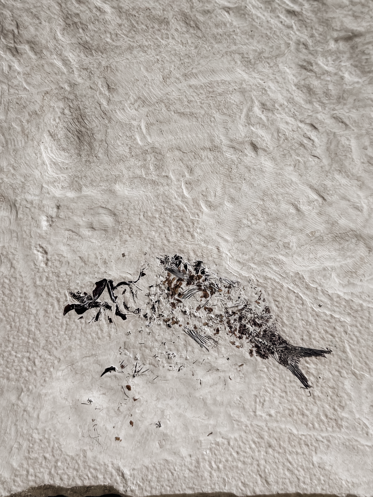 Fossilized Fish in Limestone