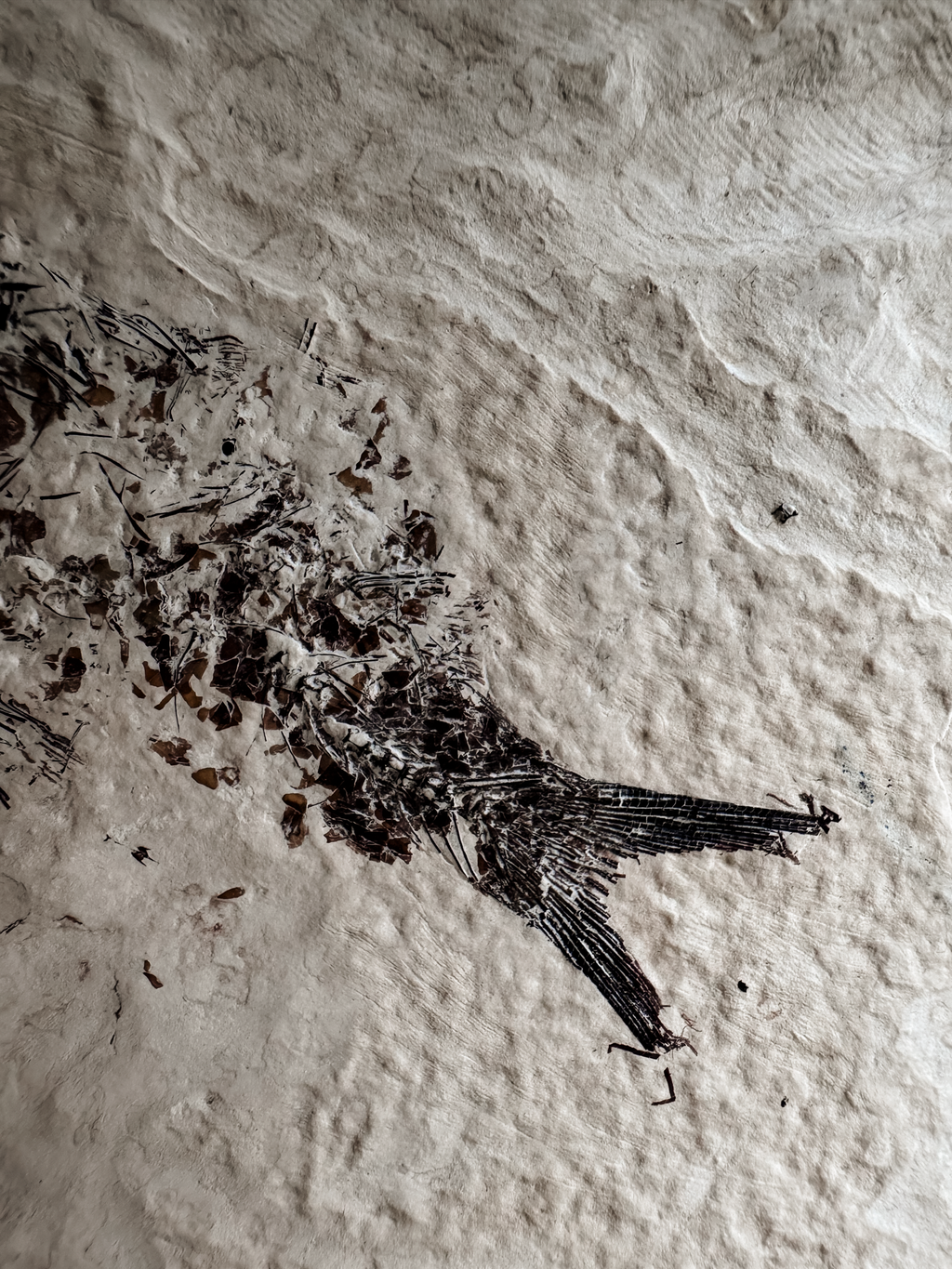 Fossilized Fish in Limestone