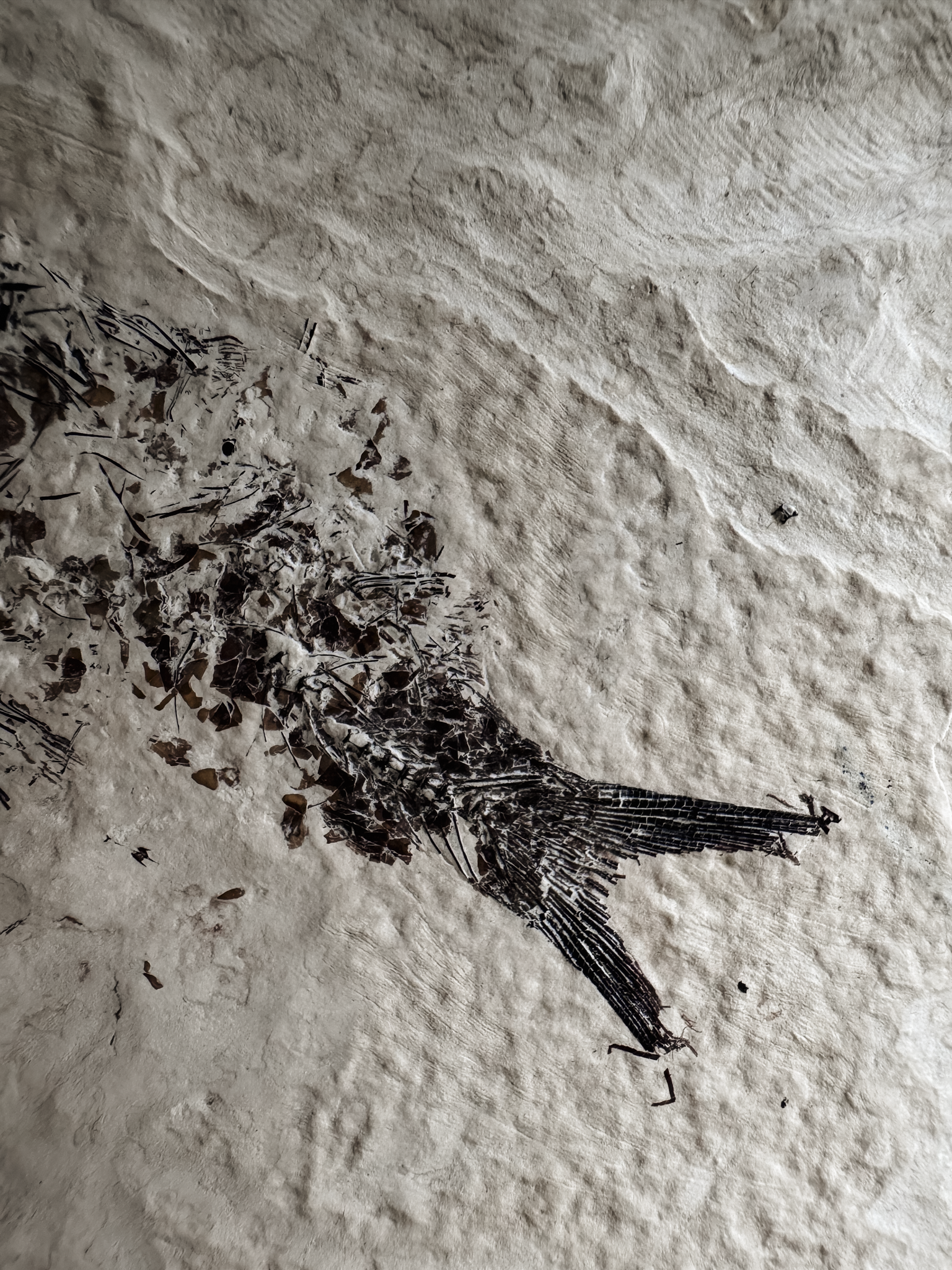 Fossilized Fish in Limestone