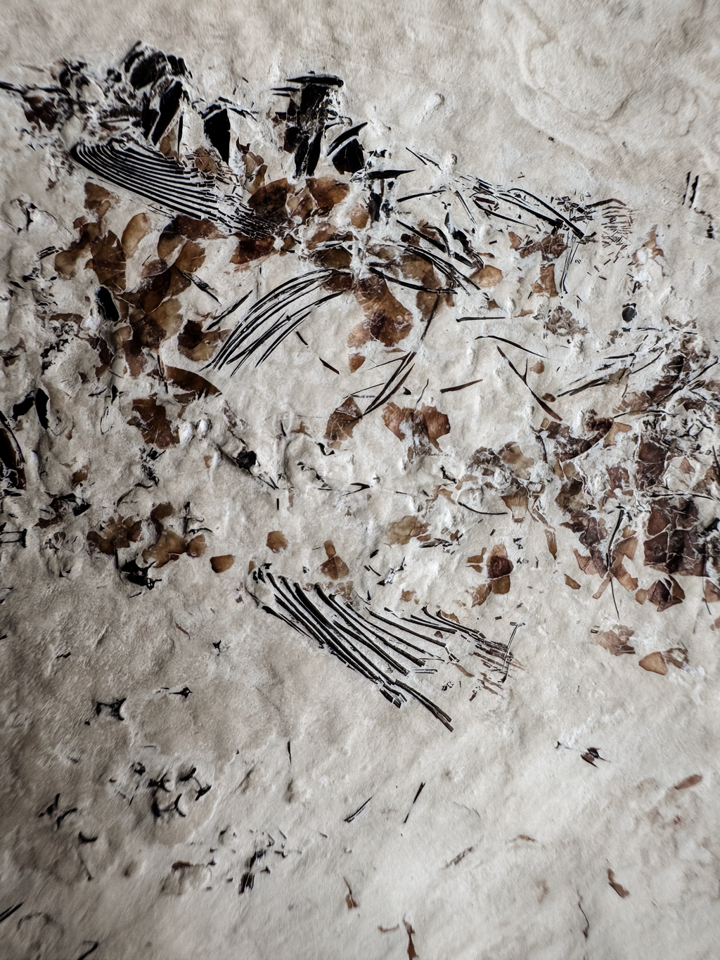 Fossilized Fish in Limestone