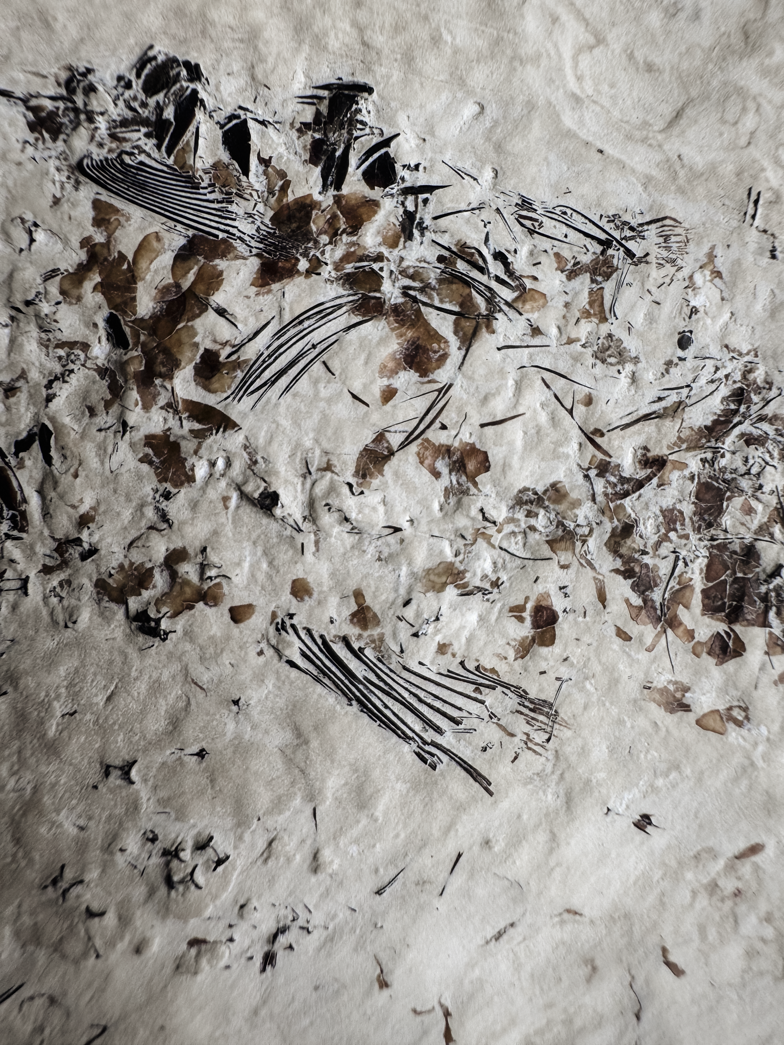 Fossilized Fish in Limestone